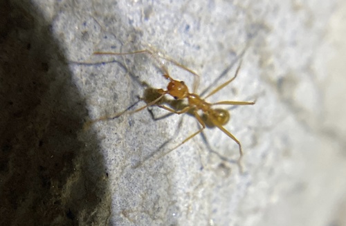 iNaturalist observation photo of Vista Big-headed Ant