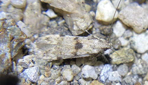 iNaturalist observation photo of Palo Verde webworm