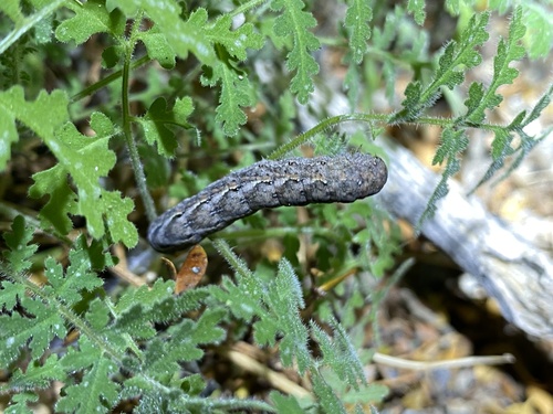 iNaturalist observation photo of Cutworms and Dart Moths