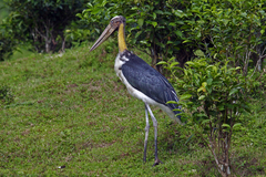 Leptoptilos javanicus