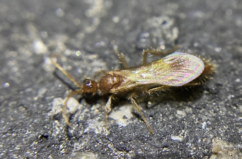iNaturalist observation photo of Chyphotes