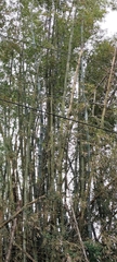 Bambusa stenostachya