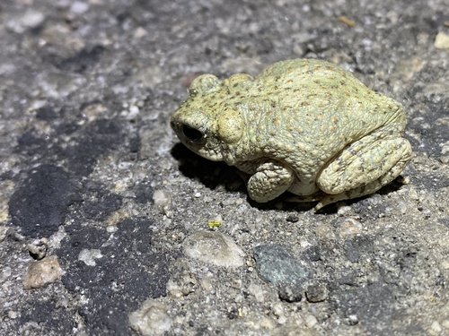 iNaturalist observation photo of Red-spotted Toad