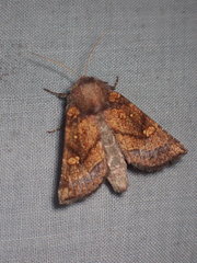 Papaipema impecuniosa