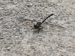 Hemigomphus theischingeri