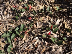Gastrolobium latifolium