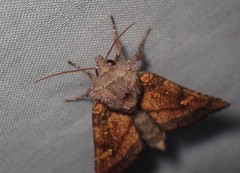 Papaipema impecuniosa