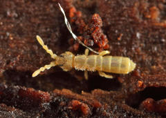 Vertagopus pseudocinereus