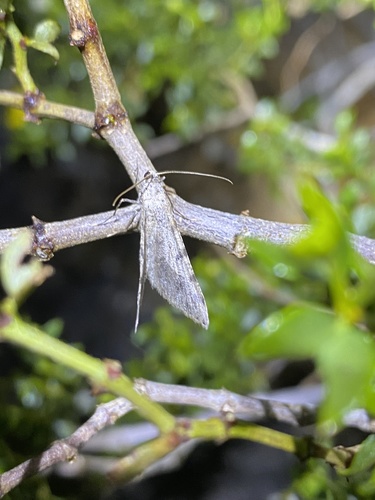 iNaturalist observation photo of Geometer Moths