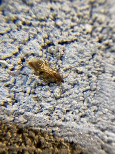 iNaturalist observation photo of Chyphotes