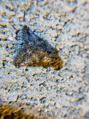 iNaturalist observation photo of Cutworm Moths and Allies
