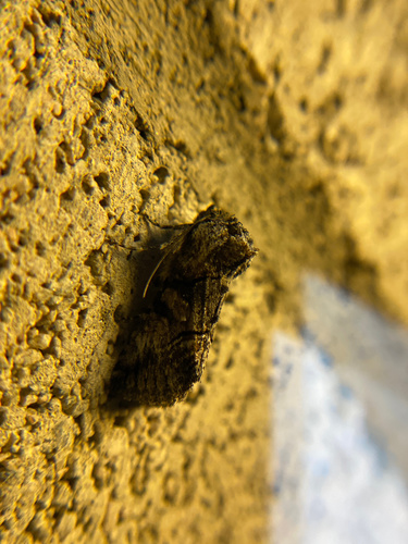 iNaturalist observation photo of Cutworm Moths and Allies