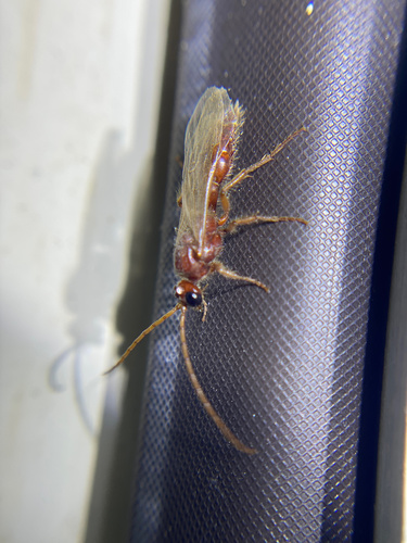 iNaturalist observation photo of Brachycistidinae