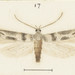 Thiotricha tetraphala - Photo George Vernon Hudson
, sem restrições de direitos de autor conhecidas (domínio público)