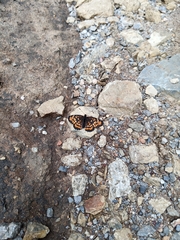 Chlosyne definita