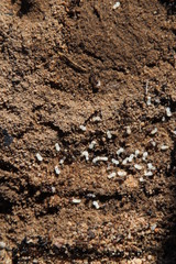 Tetramorium sericeiventre