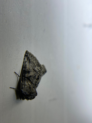 iNaturalist observation photo of Abrostola parvula