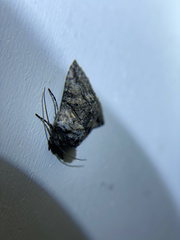 Abrostola parvula