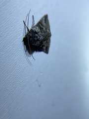 Abrostola parvula