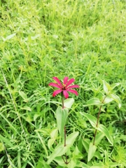 Zinnia peruviana