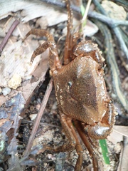 Parathelphusa maculata