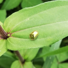 Charidotella succinea