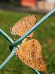 Phalanta phalantha