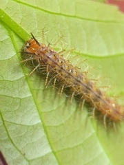 Phalanta phalantha