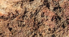 Tetramorium sericeiventre