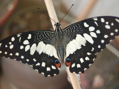 Papilio demoleus malayanus