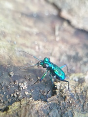 Cylindera versicolor