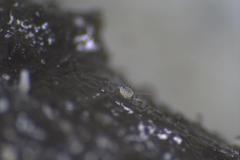 Ascobolus hawaiiensis
