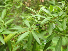 Pyractonema