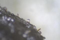 Ascobolus hawaiiensis