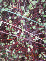 Muehlenbeckia complexa