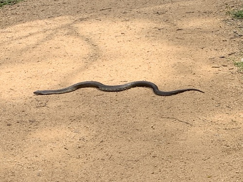 Tiger Snake sighting