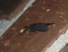 Cisseps fulvicollis