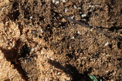 Tetramorium sericeiventre