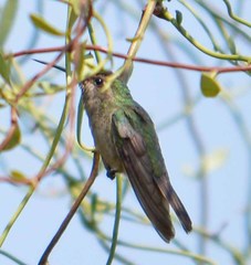 Cynanthus latirostris propinquus