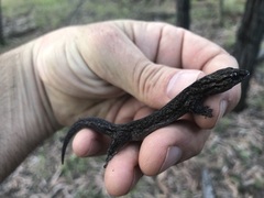 Gehyra catenata