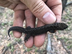 Gehyra catenata