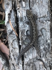 Gehyra catenata