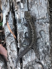 Gehyra catenata