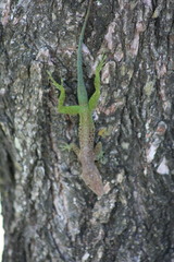 Anolis marmoratus