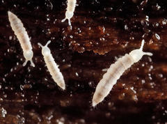 Heteraphorura subtenuis