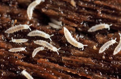 Heteraphorura subtenuis