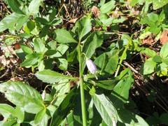 Adenophora triphylla