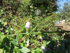 Adenophora triphylla