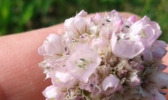 Armeria maritima elongata