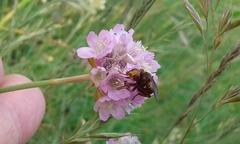Armeria maritima elongata